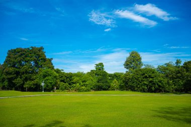 Şehir parkındaki yeşil çayır çimleri. Güneşli bir gün. Mavi gökyüzü.