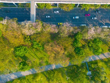 Şehir yolu Chatuchak Halk Parkı 'nda Bangkok Tayland' a giden yolda hava manzaralı pembe sakura çiçeği çiçek açtı.