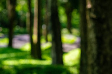 Şehir yeşillik parkındaki bulanık yeşil ağaç ormanı Bokeh doğa arka planına sahip.