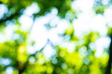 Şehir yeşillik parkındaki bulanık yeşil ağaç ormanı Bokeh doğa arka planına sahip.