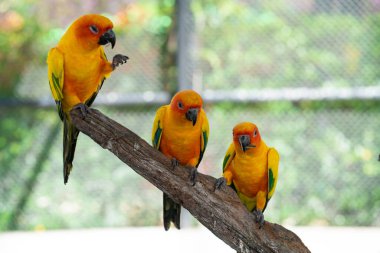Sarı papağanlar açık hayvanat bahçesinde ağaç kabuğuna tünemiş renkli kuşlar.
