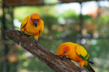 Sarı papağanlar açık hayvanat bahçesinde ağaç kabuğuna tünemiş renkli kuşlar.