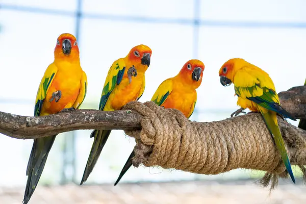 Loros Guacamayos Amarillos Posados Corteza Árbol Zoológico Abierto Colorido Pájaro — Foto de Stock