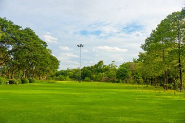 Şehir parkındaki yeşil çayır çimleri. Güneşli bir gün. Mavi gökyüzü.