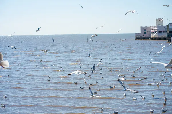 stock image Seagulls bird flying eat food feed by people at Bangpu vacation center, Samut Prakan, Thailand