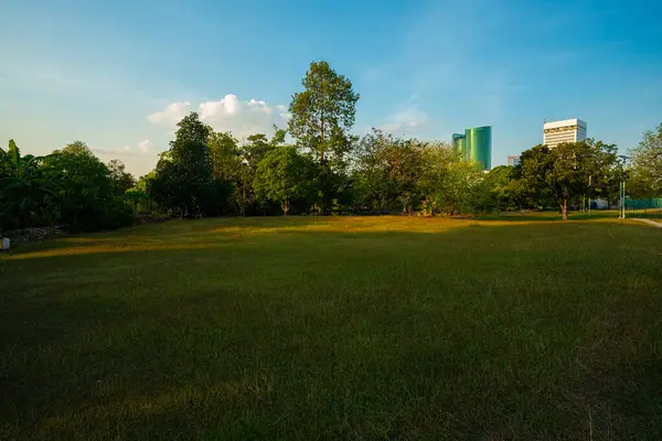 City park with green meadow grass at sunset with evening sky with clouds, nature landscape