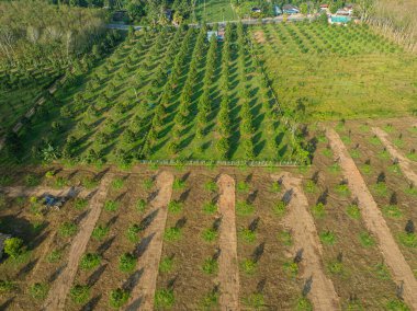 Durian pantation tropica ağaç ormanı yüksek dağda gündoğumu tarım endüstrisi hava manzarası