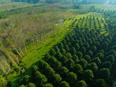 Hava manzaralı durian tarlası orman meyve endüstrisi
