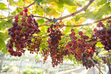 Asma ağacı dalında kırmızı üzüm. Botanik bahçesi tarım endüstrisi.