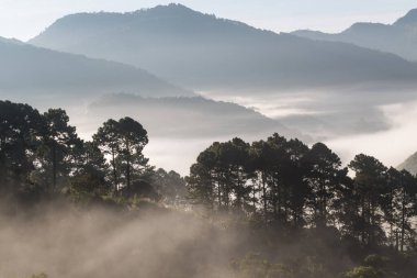 Dağ tepesinde sabah sisi, gündoğumu, doğa, tropikal yağmur ormanları.