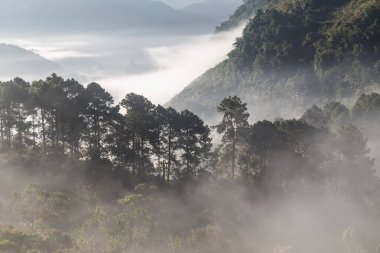 Dağ tepesinde sabah sisi, gündoğumu, doğa, tropikal yağmur ormanları.