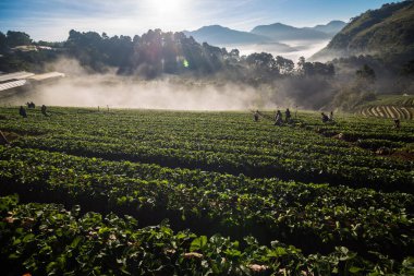 Sabah gündoğumu dağ tepesinde sisli çilek tarlası, tarım endüstrisi