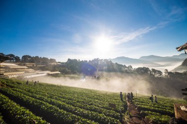 Sabah gündoğumu dağ tepesinde sisli çilek tarlası, tarım endüstrisi