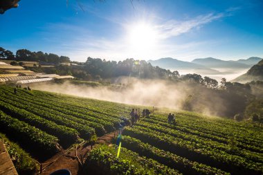 Sabah gündoğumu dağ tepesinde sisli çilek tarlası, tarım endüstrisi