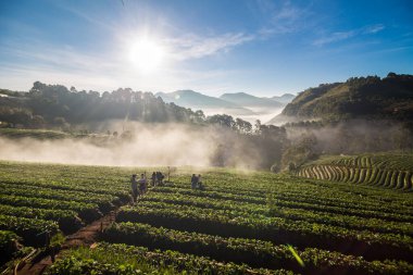 Sabah gündoğumu dağ tepesinde sisli çilek tarlası, tarım endüstrisi