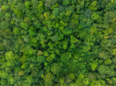 Tropik yeşil ağaç dağı orman ekoloji sistemi. Sabah doğan doğa manzarası. Hava manzarası.