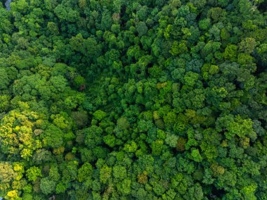 Tropik yeşil ağaç dağı orman ekoloji sistemi. Sabah doğan doğa manzarası. Hava manzarası.