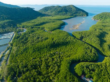 Hava manzaralı yeşil mangrov ormanları deniz koyları ekolojik doğa tropikal ormanlar