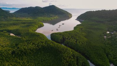 Deniz manzaralı yeşil tropikal mangrov kavşağı ormanı.