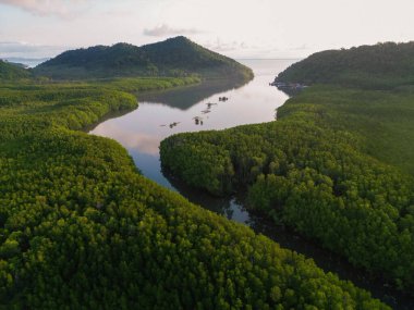 Deniz manzaralı yeşil tropikal mangrov kavşağı ormanı.