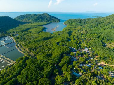 Hava manzaralı yeşil mangrov ormanları deniz koyları ekolojik doğa tropikal ormanlar
