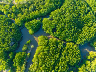 Hava manzaralı yeşil mangrov ormanları deniz koyları ekolojik doğa tropikal ormanlar