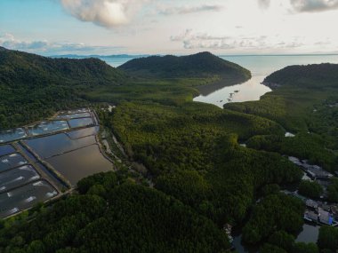 Deniz manzaralı yeşil tropikal mangrov kavşağı ormanı.