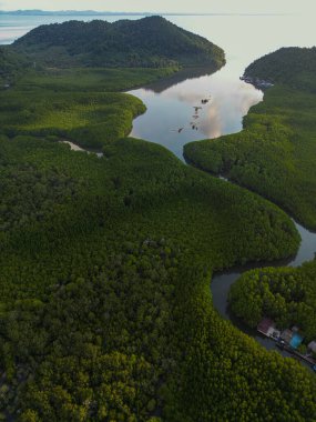 Deniz manzaralı yeşil tropikal mangrov kavşağı ormanı.