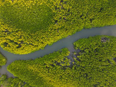 Deniz manzaralı yeşil tropikal mangrov kavşağı ormanı.