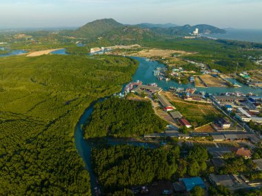 Nehir ekolojisi çevre koşullarına sahip tropikal yağmur ormanı yeşil ağacı.