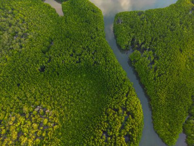 Deniz manzaralı yeşil tropikal mangrov kavşağı ormanı.