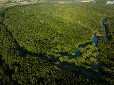 Nehir ekolojisi çevre koşullarına sahip tropikal yağmur ormanı yeşil ağacı.
