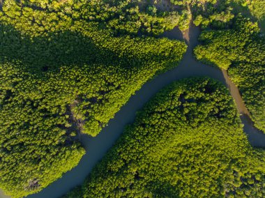 Hava manzaralı yeşil mangrov ormanları deniz koyları ekolojik doğa tropikal ormanlar