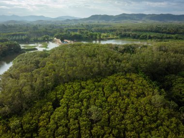 Nehir ekolojisi çevre koşullarına sahip tropikal yağmur ormanı yeşil ağacı.
