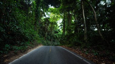 Tropik dağlardaki asfalt kırsal yol doğa manzarasında seyahat eder.