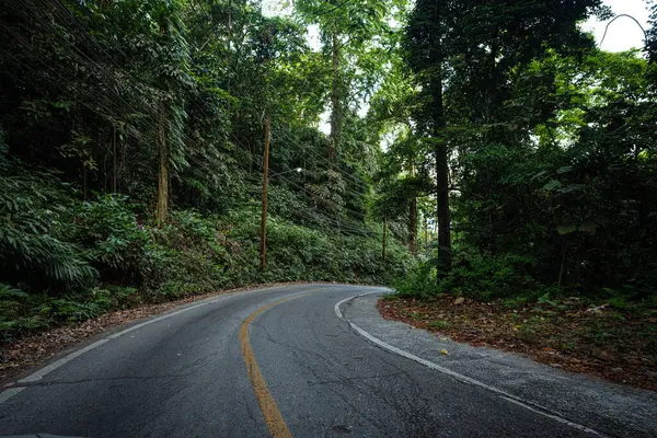 Tropik dağlardaki asfalt kırsal yol doğa manzarasında seyahat eder.