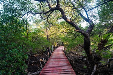 Tahta patika, tropikal Gree Mangrove Ormanı doğa gezisi arka planında yürüyor.