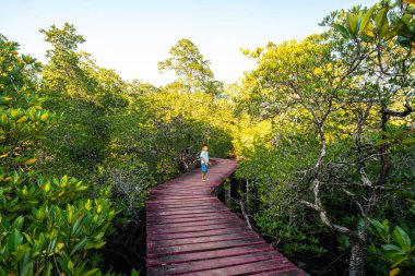 Tahta patika, tropikal Gree Mangrove Ormanı doğa gezisi arka planında yürüyor.