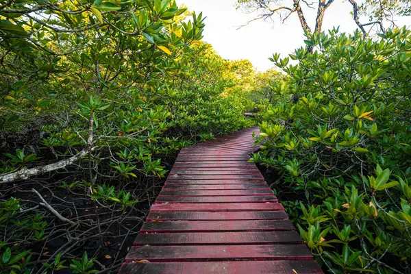 Tahta patika, tropikal Gree Mangrove Ormanı doğa gezisi arka planında yürüyor.