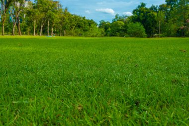 Yeşil çayır ağaç parkı Bulutlu mavi gökyüzü
