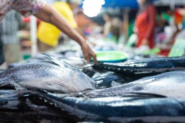 Çeşitli ton balıkları balıkçılık taze gıda endüstrisinde satılıyor.