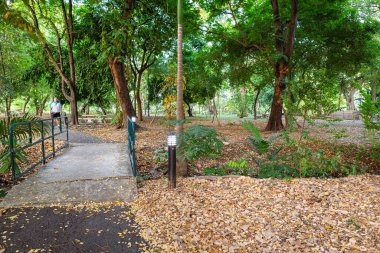 Park yolu şehir ağacı ormanlarında koşuyor ve yürüyor yeşil park arka planında