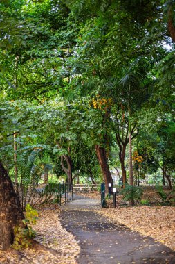 Park yolu şehir ağacı ormanlarında koşuyor ve yürüyor yeşil park arka planında