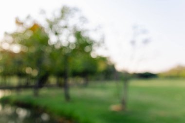 Soyut bulanık yeşil ağaç ormanı açık hava parkı yeşillik arka planı