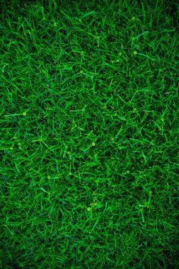 Yeşil çim doğal arka plan doku yukarıdan. taze bahar yeşil çimen.