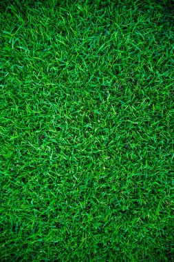 Yeşil çim doğal arka plan doku yukarıdan. taze bahar yeşil çimen.