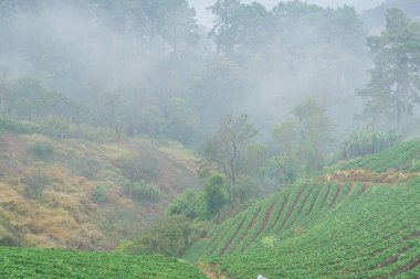 Dağ tepesindeki çilek tarlası sisli tarım endüstrisiyle dolu.