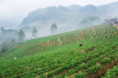 Dağ tepesindeki çilek tarlası sisli tarım endüstrisiyle dolu.