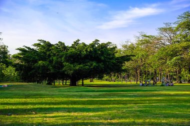 Şehir parkındaki yeşil ağaçlı çayır arazisi mavi gökyüzü, doğa yeşili sahne arka planı.