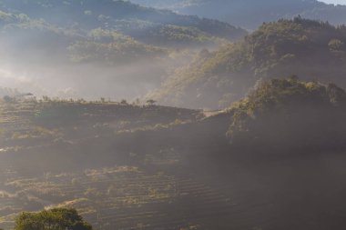 Çay plantasyon organik alan sis üzerinde yayla dağ güneş ışığı ile